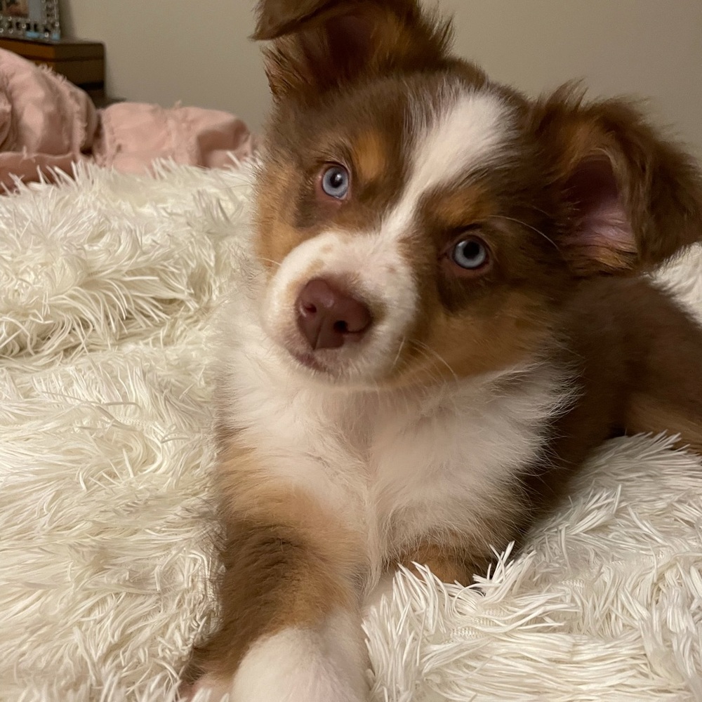 Just sharing our new puppy